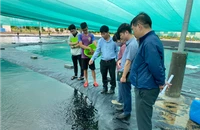 Khánh Hòa thí điểm nuôi biển công nghệ cao, ngư dân phấn khởi với kết quả bước đầu