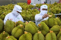 Phía sau cú bứt phá thần tốc của rau quả Việt, mang về 8,6 tỉ USD