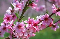 Dự báo thời tiết Tết Nguyên đán Bính Ngọ 'rất đẹp'