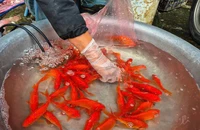 Cá chép, xôi gấc 'cháy hàng' ngày cúng ông Công, ông Táo