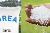 Chiến sự tại Trung Đông tác động tới thị trường phân bón ra sao?