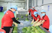 Việt Nam – Trung Quốc ký Nghị định thư, mở cửa xuất khẩu bưởi và chanh