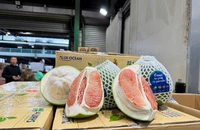 Thông quan lô bưởi tươi đầu tiên của Việt Nam vào Australia