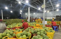Bưởi, chanh Việt Nam rộng cửa vào Trung Quốc, kỳ vọng thêm nửa tỉ USD xuất khẩu