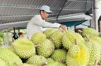 Xuất khẩu sầu riêng tăng khủng hơn 200%