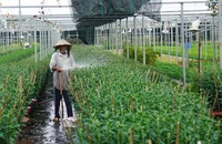  Người trồng hoa Đà Nẵng sốt ruột chờ thương lái 