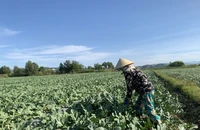 Đạ Tẻh: Trồng dưa hấu giúp nông dân cải thiện kinh tế