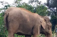 Voi mẹ chết bất thường trong rừng, voi con đang 'cô đơn' 