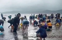 Sau bão số 4, ngao dạt vào trắng bờ biển Diễn Châu