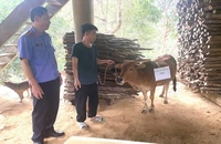 Vụ tranh chấp con bò nhưng phí giám định ADN cao hơn giá trị con bò: Kết quả vui như Tết!