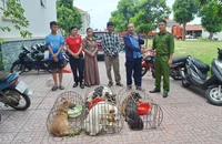 Nhóm trộm hơn 2 tấn chó bị bắt, người dân vui khi nhận lại thú cưng