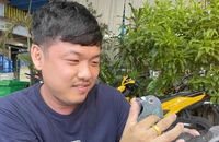 800 con bồ câu phương Nam sẽ tung cánh trong đại lễ Quốc khánh