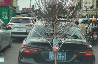 Xe biển xanh chở cành đào che biển số bị phạt 23 triệu đồng