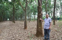Giấy hợp tác làm ăn hay hợp đồng chuyển nhượng quyền sử dụng đất?