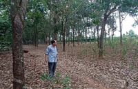 Phúc thẩm vụ án 'Giấy hợp tác làm ăn hay hợp đồng chuyển nhượng quyền sử dụng đất?'