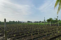 Rút kinh nghiệm vụ án tranh chấp quyền sử dụng đất 