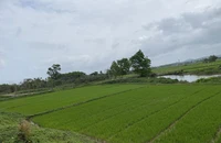 Thi hành án 'bó tay' vụ chia di sản thừa kế, tòa sau đó hủy án 