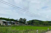 Ý nghĩa của Án lệ 79/2025 về hiệu lực của hợp đồng đặt cọc 