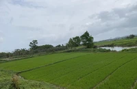 Án lệ về việc hủy sổ hồng khi cấp chồng lên đất người khác