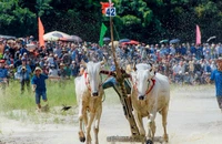 Đôi bò mang số đeo 42 của ông Chau Mene (thị trấn Cô Tô, huyện Tri Tôn) đạt giải nhất Hội đua bò Bảy Núi lần thứ 28 năm 2023 