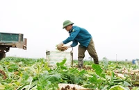 Nông sản khắp nơi kêu gọi giải cứu