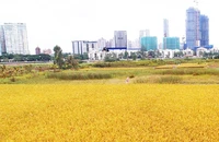Điều kiện nhận chuyển nhượng đất trồng lúa
