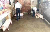Cơ quan thú y TP.HCM phát hiện heo nhập lậu đang chờ giết mổ. Ảnh: THÚ Y TP.HCM