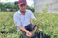 Ông Tâm bên vườn sâm “tiến vua” bạc tỉ của mình. Ảnh: HT