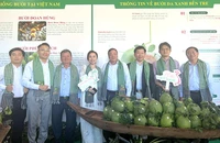 Sau bảy năm đàm phán, lô bưởi da xanh đầu tiên của Bến Tre vừa xuất khẩu sang thị trường Mỹ. Ảnh: HT