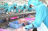 Dự kiến hết năm kim ngạch xuất khẩu ước tính trên 2,4 tỉ USD, cao nhất trong lịch sử phát triển của ngành hàng cá tra. Ảnh: GIA THUỆ