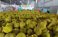 Doanh nghiệp chuẩn bị cho việc xuất khẩu sầu riêng sang thị trường Trung Quốc. Ảnh: TÙNG ĐINH