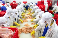 Thịt gà hiện có giá bán rẻ hơn giá thành khiến nhiều doanh nghiệp gặp khó và đang kiến nghị ngành chức năng tìm cách tháo gỡ. Ảnh HOÀNG GIANG
