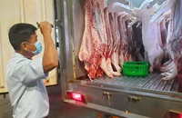 Thịt heo trước khi đưa vào chợ đầu mối Hóc Môn kinh doanh được Ban quản lý An toàn thực phẩm TP.HCM kiểm tra. Ảnh: TRẦN NGỌC