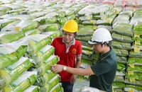 Giá gạo xuất khẩu tăng cao, giá lúa nội địa cũng tăng theo đang là tin vui cho người nông dân. Ảnh: Q.HUY