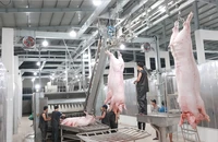 Hiện mỗi ngày TP.HCM tiêu thụ khoảng 10.000 con heo. Ảnh: T.UYÊN
