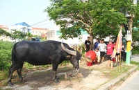  “Ông” trâu thường được đưa ra đường lớn, khua chiêng, gõ trống để làm quen với không khí lễ hội. Trong ảnh: Trâu số 10 của anh Hoàng Gia Ivan. Ảnh: NGỌC SƠN