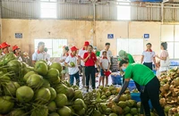 Dừa tươi Việt Nam chuẩn bị được xuất khẩu chính ngạch sang Trung Quốc. Ảnh: THU HÀ