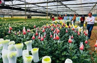 Năm nay nhà vườn Đà Lạt tung ra thị trường nhiều loài hoa mới, chất lượng cao. Ảnh: TÚ UYÊN 