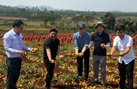 Khảo nghiệm giống khoai tây mới của Trung tâm nghiên cứu khoai tây, rau và hoa, TP Đà Lạt. Ảnh: VÕ TÙNG