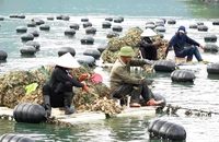Người dân tại Vân Đồn thu hoạch hàu. Ảnh: NGỌC SƠN
