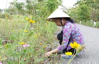 Bà Mai bên “con đường xuân” rực rỡ sắc hoa chuông vàng do chính mình chăm sóc. Ảnh: HẢI NGUYÊN