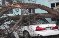 Một xe ô tô bị cây đè lên trên đường TP Palm Beach Gardens, quận Palm Beach (bang Florida, Mỹ). Ảnh: FOX29