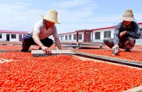 Trung Quốc điều tra tin nông dân dùng chất cấm để 'nhuộm màu' kỷ tử