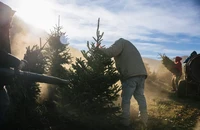 Người trồng cây thông Noel ở Mỹ như 'ngồi trên lửa'