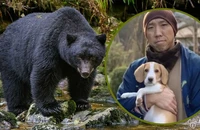 Chú chó cứu nhà sư khỏi gấu dữ trong rừng. Ảnh minh hoạ: SCMP/Shutterstock/QQ.com