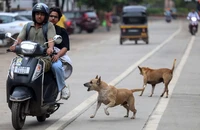 Tranh cãi phán quyết của Tòa tối cao Ấn Độ về số phận hàng triệu con chó hoang
