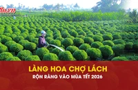 hoa Tết, Chợ Lách, chăm sóc