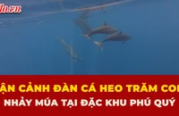 Cận cảnh đàn cá heo trăm con nhảy múa sát mũi ca nô tại đặc khu Phú Quý