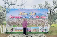 Đắm say với sắc trắng hoa lê Bắc Hà, Lào Cai