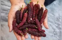 Dâu tằm có thể cải thiện tiêu hóa, giảm viêm và lưu thông máu
